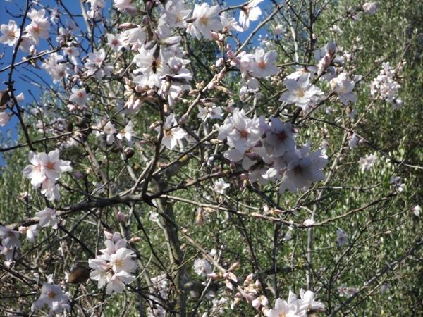 Finca Son Olive Affittacamere Selva  Esterno foto