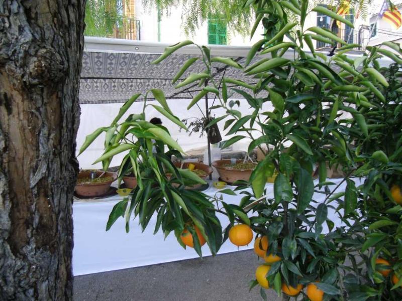 Finca Son Olive Selva  Esterno foto
