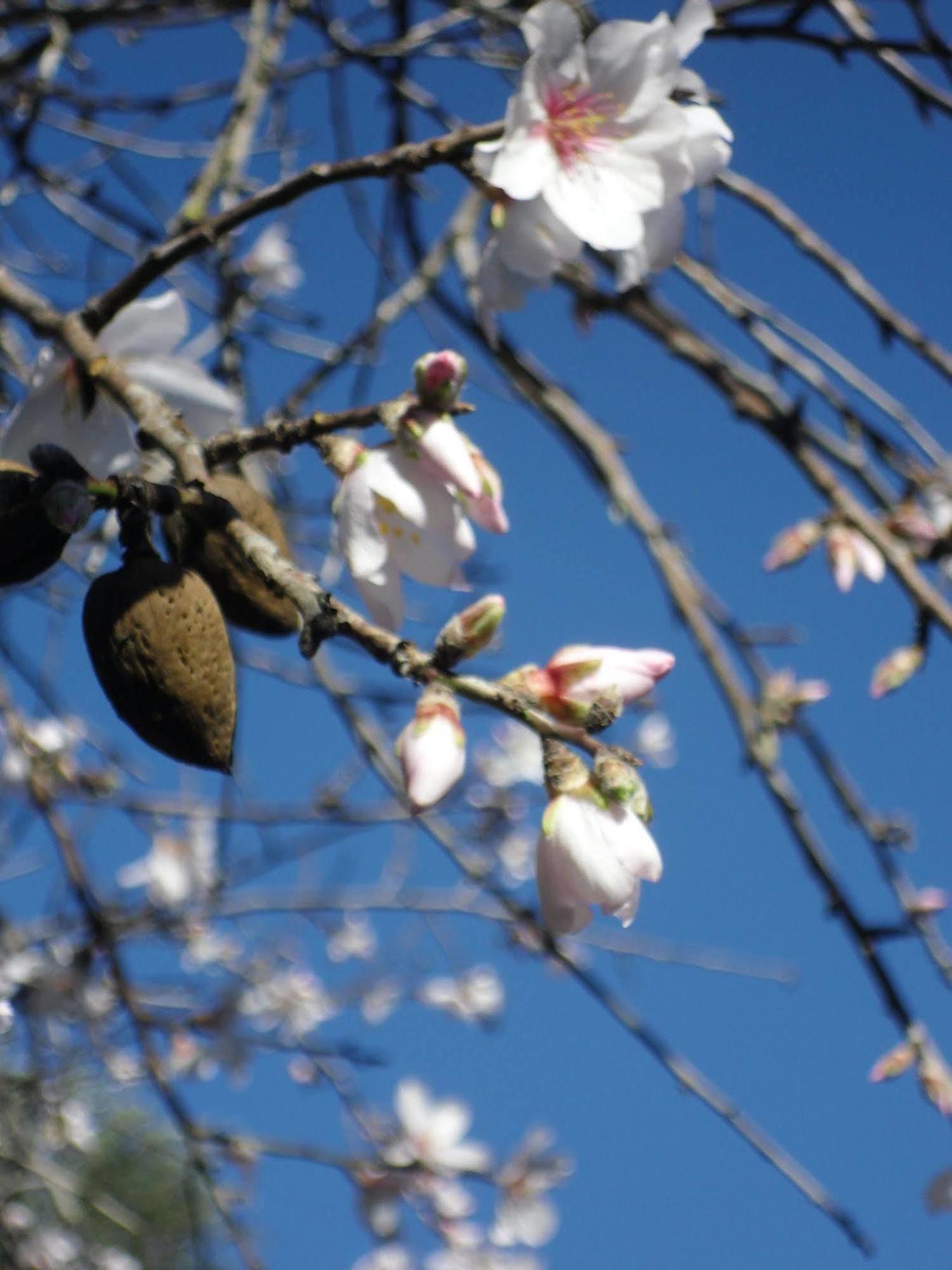 Finca Son Olive Affittacamere Selva  Esterno foto